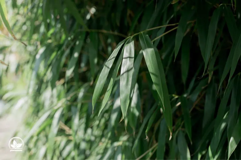 Breitblatt-Bambus-Pseudosasa-Japonica