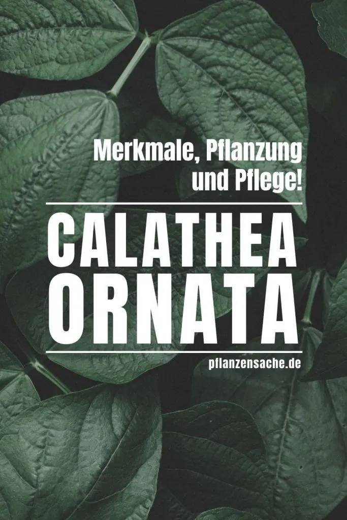 Calathea Ornata 3