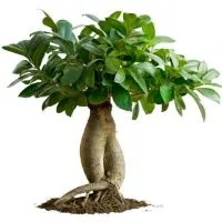 Chinesische-Feige-Ficus-Microcarpa-1