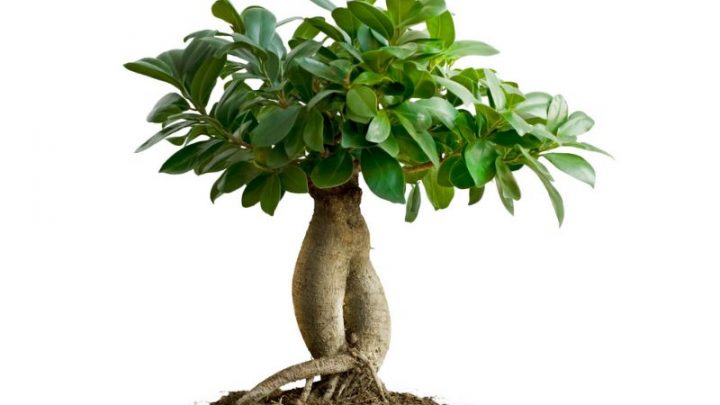 Chinesische Feige (Ficus Microcarpa): Kleinbaum Für Die Wohnung!