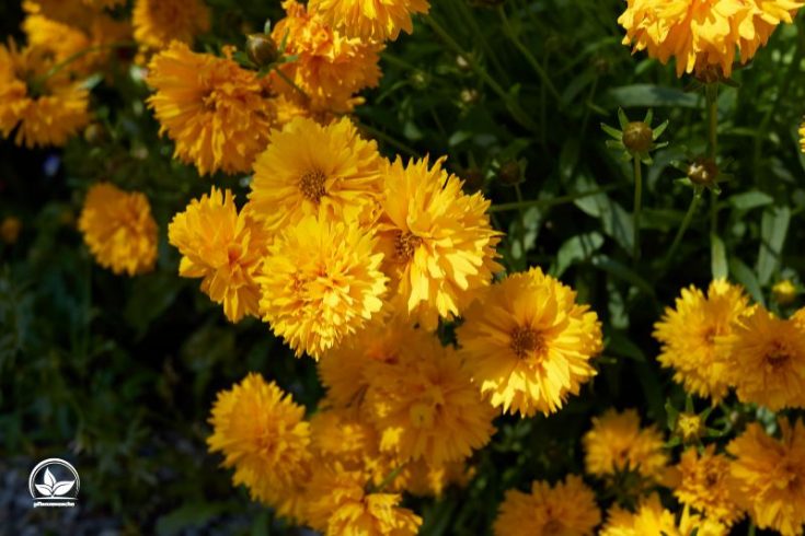 Ganzjährig Blühende Winterharte Pflanzen Für Garten & Co! Pflanzensache