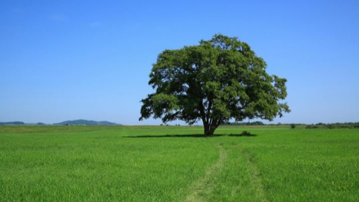 Der Großartige Ulmen Baum (Ulmus): Herkunft, Eigenschaften Und Sorten!
