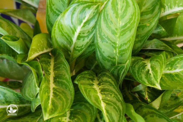 Die Schöne Blattschmuckpflanze Kolbenfaden (Aglaonema Commutatum)