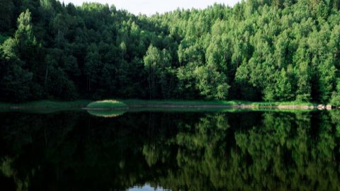 Die-Bekanntesten-Laubbaume-Arten-Und-Ihre-Wichtigsten-Eigenschaften