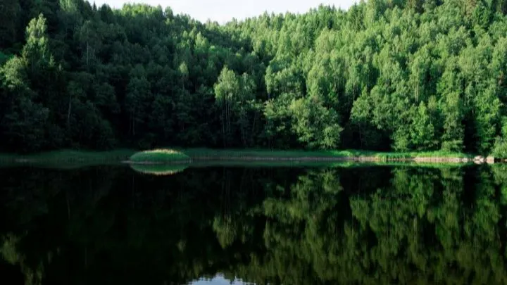 Die Bekanntesten Laubbäume Arten Und Ihre Wichtigsten Eigenschaften!