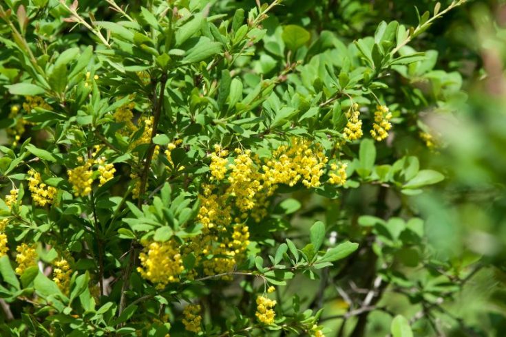 Strauch Mit Gelben Blüten Für Mehr Farbenfreude Im Heimischen Garten