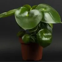 Die-Blattschmuckpflanze_-Zierpfeffer-_Raindrop_-Peperomia-Polybotrya