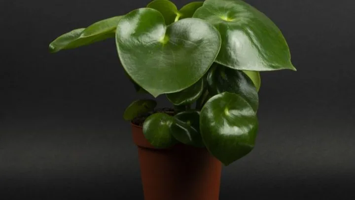 Die Blattschmuckpflanze: Zierpfeffer “Raindrop” (Peperomia Polybotrya)