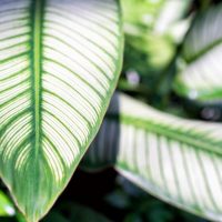 Die-Immergrune-Calathea-Ornata_-Merkmale-Pflanzung-Und-Pflege