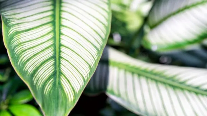 Die Immergrüne Calathea Ornata: Merkmale, Pflanzung Und Pflege!
