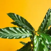 Die-Korbmarante-Calathea-Rufibarba_-Merkmale-Und-Tipps-Fur-Die-Pflege