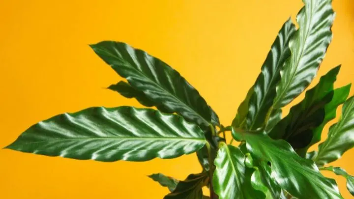Die Korbmarante Calathea Rufibarba: Merkmale Und Tipps Für Die Pflege!