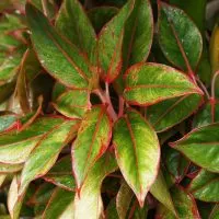 Die-Schone-Blattschmuckpflanze_-Kolbenfaden-Aglaonema-Commutatum