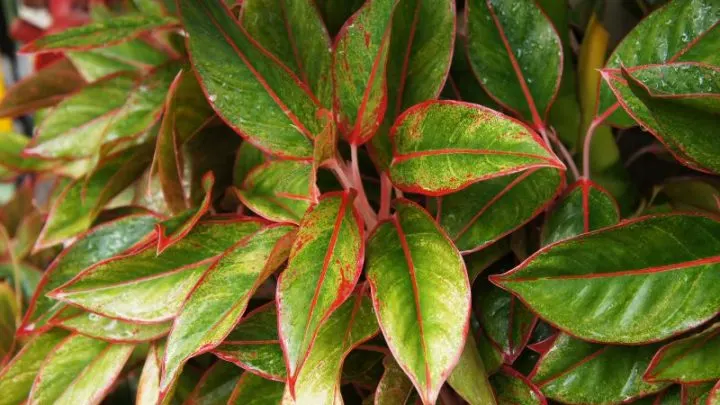Die Schöne Blattschmuckpflanze: Kolbenfaden (Aglaonema Commutatum)