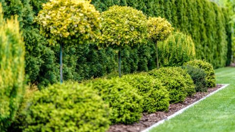 Die-Schonsten-Zwergstraucher_-Ein-Bluhendes-Highlight-Fur-Alle-Garten