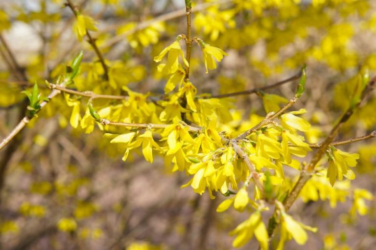 57+ Strauch Mit Gelben Blüten 7 Buchstaben, Mahonie ist momentan die