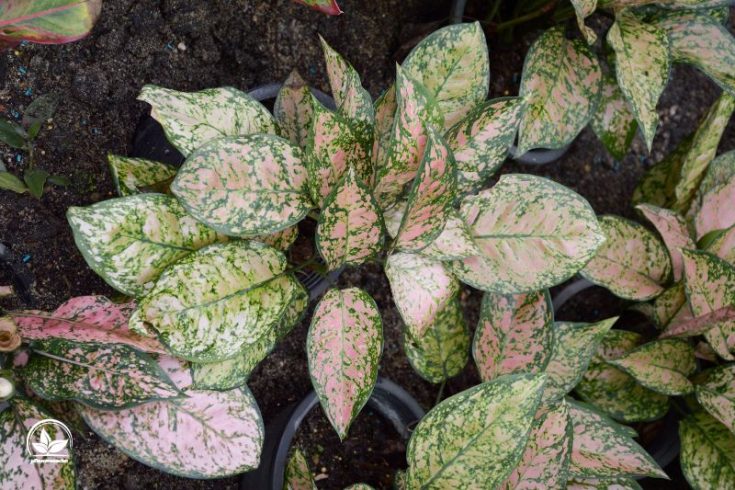 Die Schöne Blattschmuckpflanze Kolbenfaden (Aglaonema Commutatum)