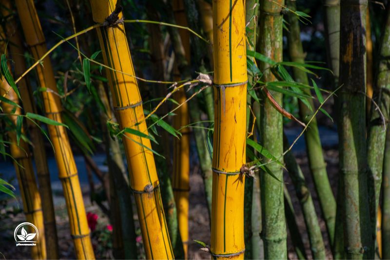Dungen_-Der-richtige-Dunger-ist-wichtig-bamboo