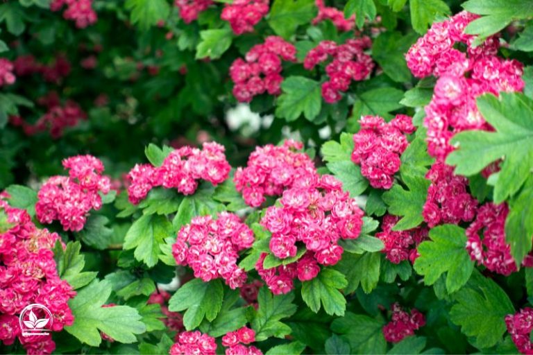 Baum Mit Rosa Blüten Garten In Einem Pinken Blütenmeer Gestalten! Pflanzensache