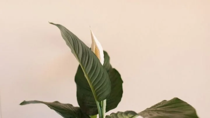 Einblatt Gelbe Blätter: Ursachen, Vermeidung Und Rettung Des Einbaltts