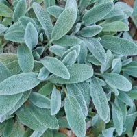 Eselsohr-Pflanze-Stachys-Byzantina_-Ein-Stauden-Traum-In-Silbergrau