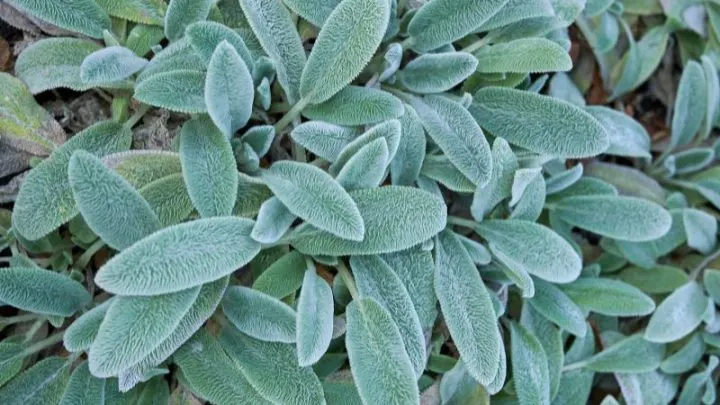 Eselsohr Pflanze (Stachys Byzantina): Ein Stauden-Traum In Silbergrau!