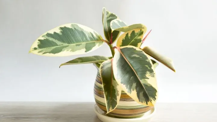Ficus Tineke: Der Gummibaum Mit Goldenen Blättern