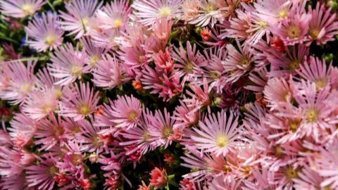 Ganzjahrig-Bluhende-Winterharte-Pflanzen-Fur-Garten-Co