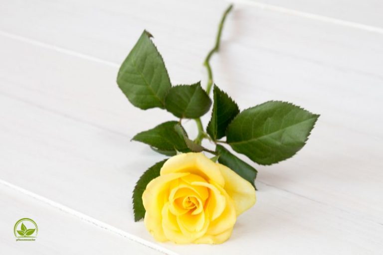 Gelbe Rosen Bedeutung Und Die Schönsten TOP 3 Sorten Der Gelben Rose!