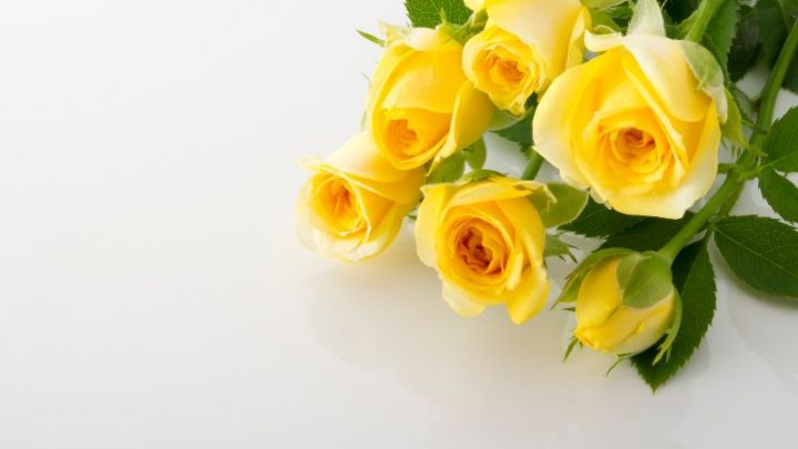Gelbe Rosen: Bedeutung Und Die Schönsten TOP 3 Sorten Der Gelben Rose!