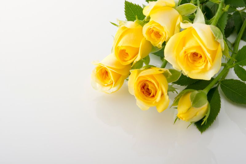Gelbe Rosen: Bedeutung Und Die Schönsten TOP 3 Sorten Der Gelben Rose