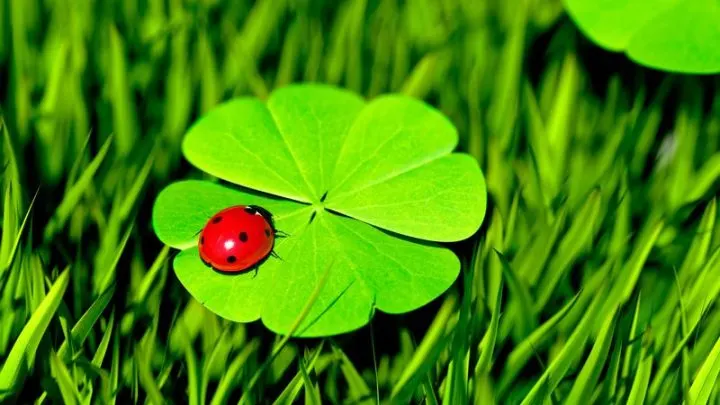 Glückspflanze: Die Schönsten Grünen Glücksbringer Für Die Vier Wände!