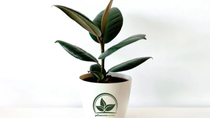 Gummibaum Verliert Blätter: Wie Kann Ich Ihn Retten?