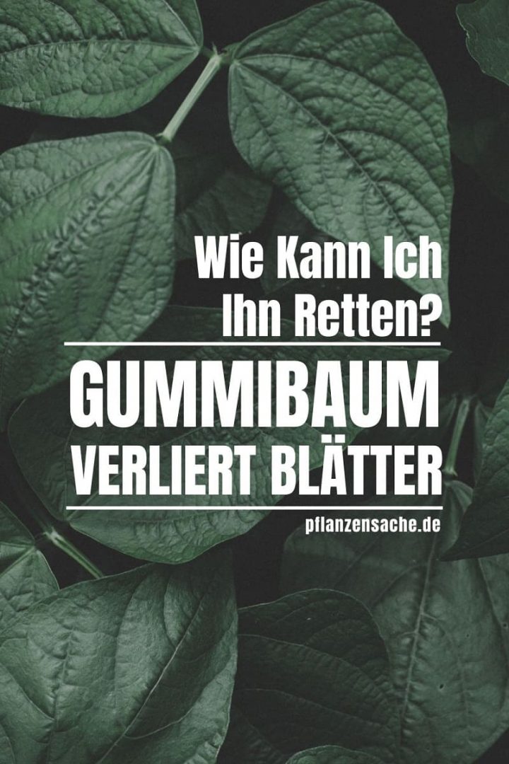 Gummibaum Verliert Blätter Wie Kann Ich Ihn Retten?
