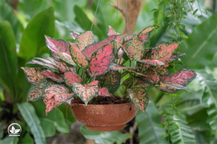 Die Schöne Blattschmuckpflanze Kolbenfaden (Aglaonema Commutatum)