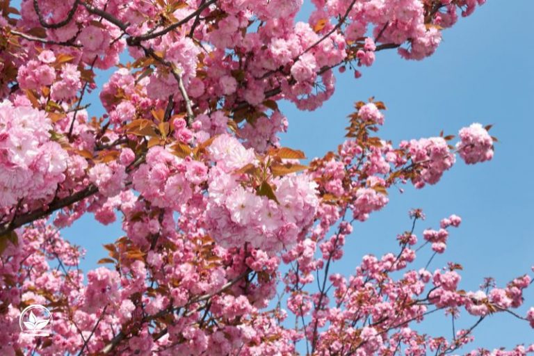 Baum Mit Rosa Blüten Garten In Einem Pinken Blütenmeer Gestalten! Pflanzensache