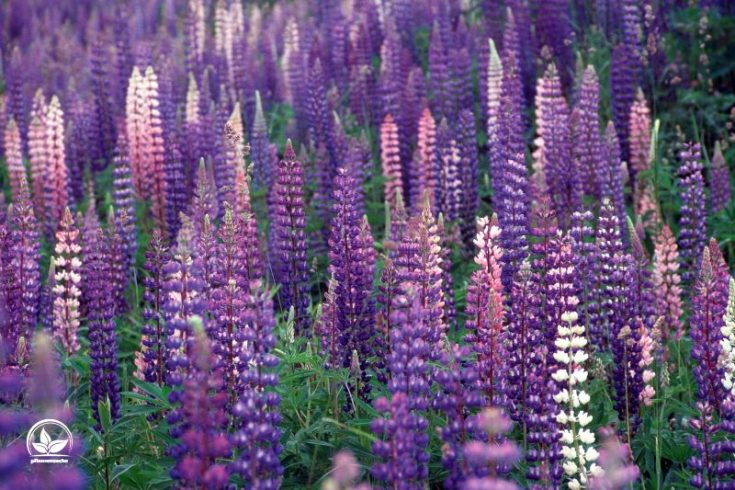 Ganzjährig Blühende Winterharte Pflanzen Für Garten & Co! Pflanzensache
