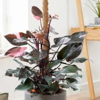 Philodendron-_Pink-Princess_