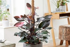 Philodendron-_Pink-Princess_