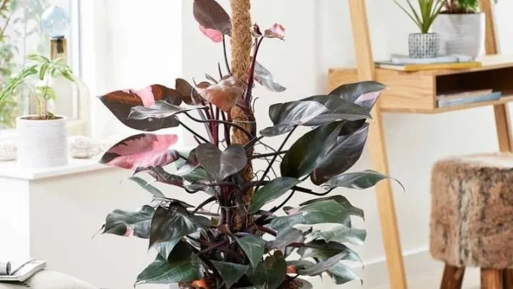 Philodendron Pink Princess: Immergrün Mit Einem Touch Von Pink!