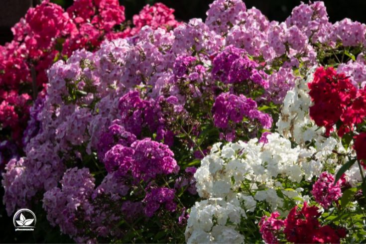 Ganzjährig Blühende Winterharte Pflanzen Für Garten & Co! Pflanzensache
