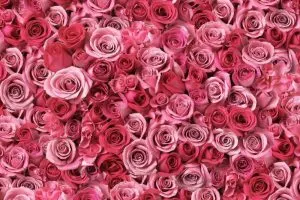 Rosa-Blumen_-Bedeutung-Und-Die-Schonsten-Sorten-Fur-Garten-Und-Wohnung