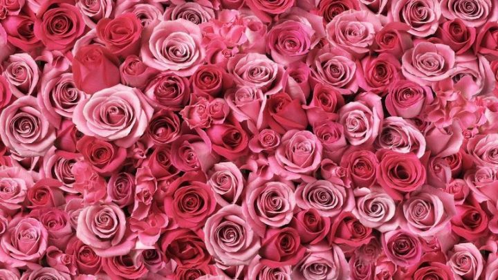 Rosa Blumen: Bedeutung Und Die Schönsten Sorten Für Garten Und Wohnung