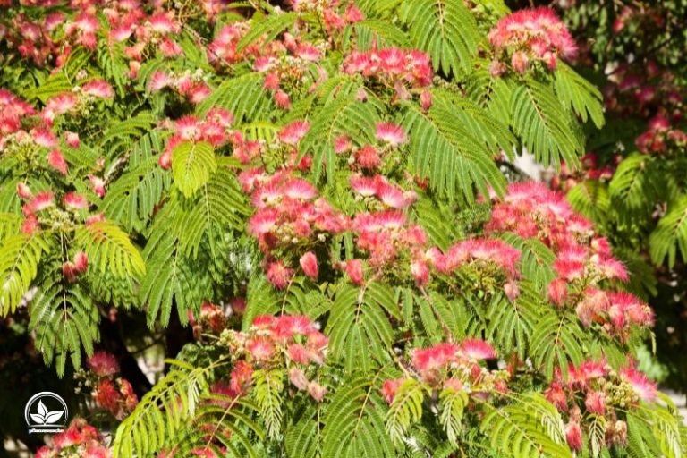 Baum Mit Rosa Blüten Garten In Einem Pinken Blütenmeer Gestalten