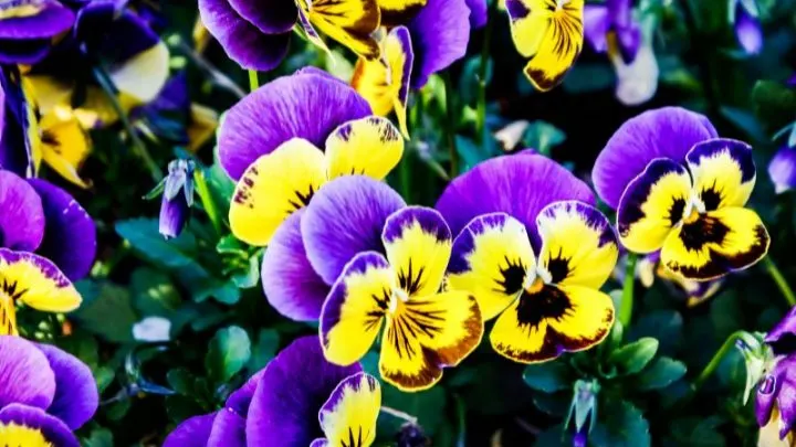 Seltene Blumen: Raritäten Aus Der Wunderschönen Blumenwelt!