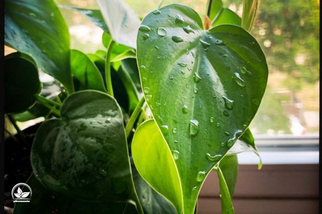 Baumfreund (Philodendron) Merkmale, Pflanzung, Pflege und Arten