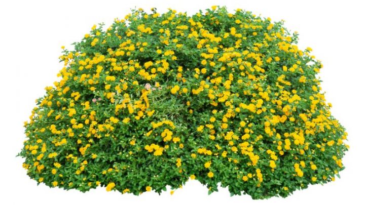 Strauch Mit Gelben Blüten: Für Mehr Farbenfreude Im Heimischen Garten!