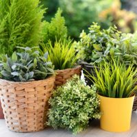 Topfpflanzen-Winterhart_-Robuste-Kubelpflanzen-Fur-Balkon-Und-Garten