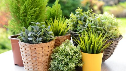 Topfpflanzen-Winterhart_-Robuste-Kubelpflanzen-Fur-Balkon-Und-Garten