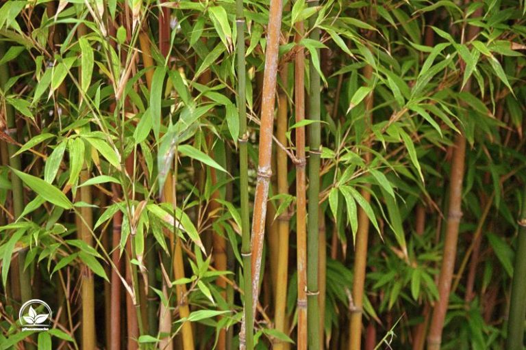 Bambus Gelbe Blätter Ursachen Was Ist In Der Pflege Falsch Gegangen?